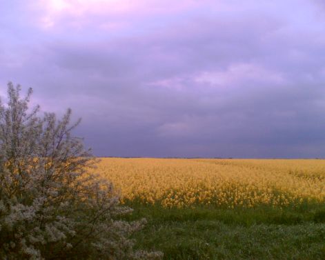 solt.jpg